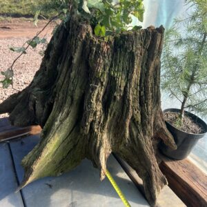 Korzeń DĄB do terrarium, ogrodu, akwarium